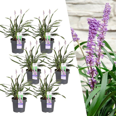 Livraison plante Liriope muscari 'Ingwersen'