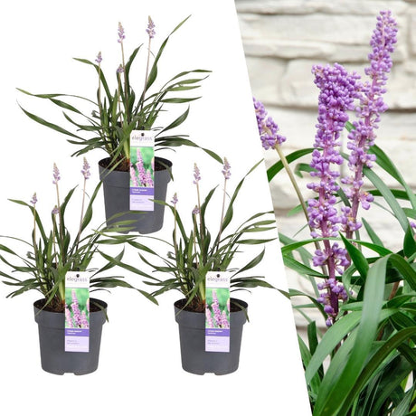 Livraison plante Liriope muscari 'Ingwersen'