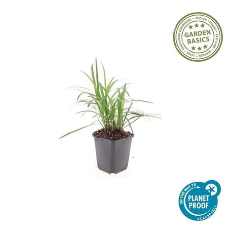 Livraison plante Liriope muscari Monroe White