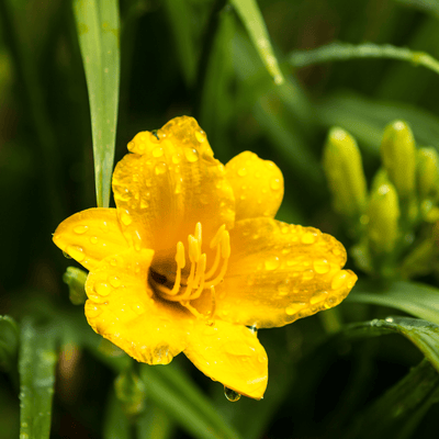 Lis D’Un Jour (Hemerocallis) 'Stella De Oro'