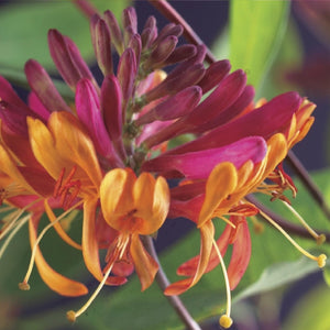 Livraison plante Lonicera heckrottii Goldflame – Lot de 2 – Hauteur 40 cm