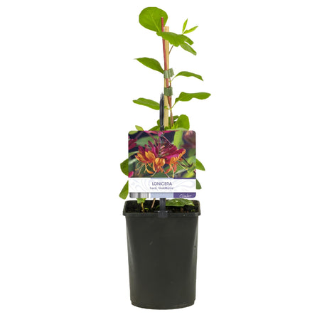Livraison plante Lonicera heckrottii Goldflame – Lot de 2 – Hauteur 40 cm