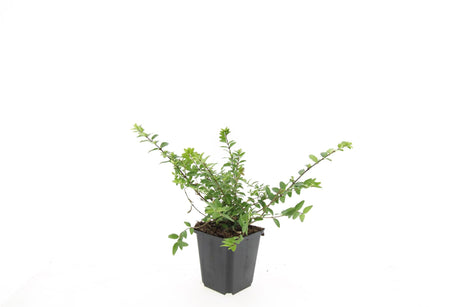 Livraison plante Lonicera nit. 'Maigrün' - Lot de 6