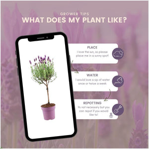 Livraison plante Lot de 2 arbustes de lavande Anouk® - d15cm - plante d'extérieur