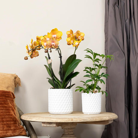 Livraison plante Lot de 4 orchidées Phalaenopsis orange - Las Vegas