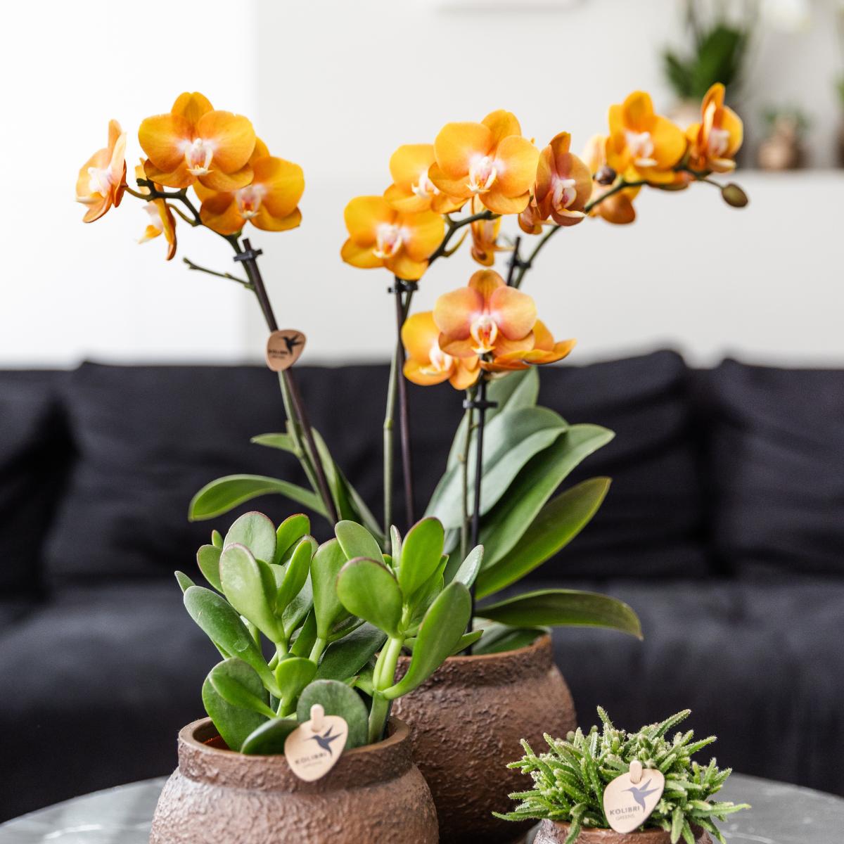 Livraison plante Lot de 4 orchidées Phalaenopsis orange - Las Vegas