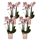 Livraison plante Lot de 4 orchidées phalaenopsis roses - plante d'intérieur