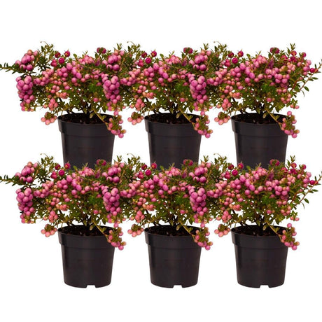 Livraison plante Lot de 6 gaulthéries mucronées rose - Pernettya mucronata Ø12cm | ↨20cm