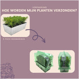Livraison plante Lot de 6 romarin offincalis, bac inclus
