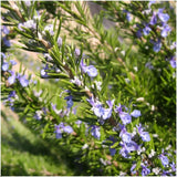 Livraison plante Lot de 6 romarin offincalis bleu, bac inclus
