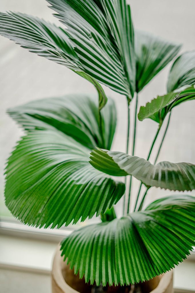 Livraison plante Lucuala Grandis - grande plante artificielle
