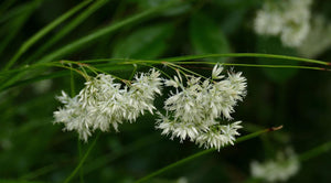 Livraison plante Luzule blanche