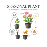 Livraison plante Luzule sylvatica