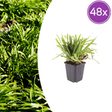 Livraison plante Luzule sylvatica