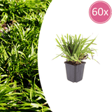 Livraison plante Luzule sylvatica