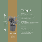 Livraison plante Luzule sylvatica