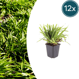 Livraison plante Luzule sylvatica