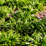 Livraison plante Luzule sylvatica