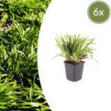 Livraison plante Luzule sylvatica