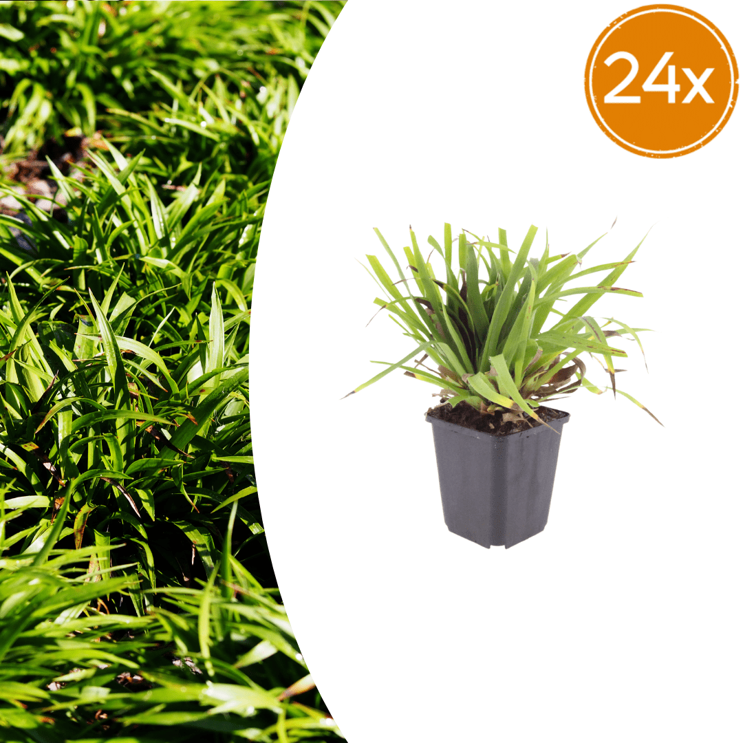 Livraison plante Luzule sylvatica