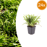 Livraison plante Luzule sylvatica