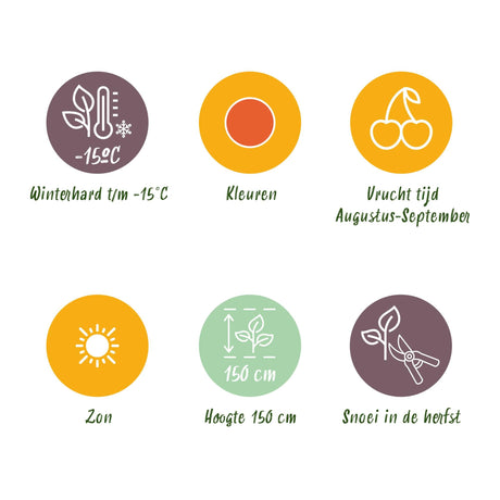 Livraison plante Lycium barbarum Rustique – Lot de 3 – Pot 9 cm