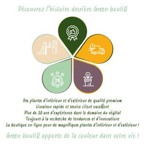 Livraison plante Lycium barbarum Rustique – Lot de 3 – Pot 9 cm