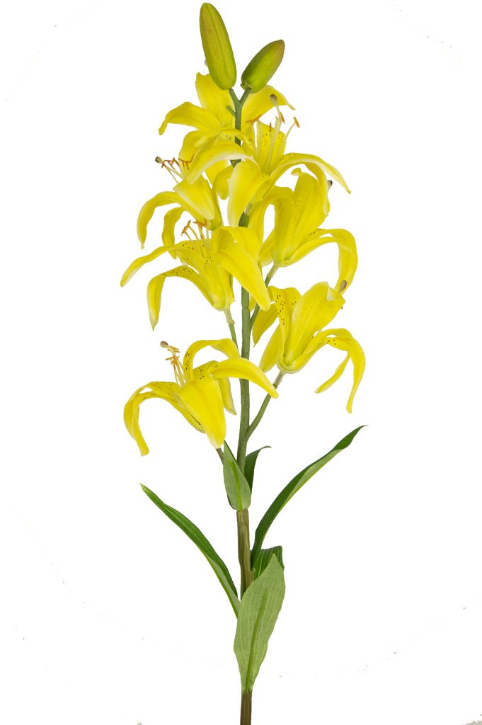 Livraison plante Lys Martagon artificiel jaune