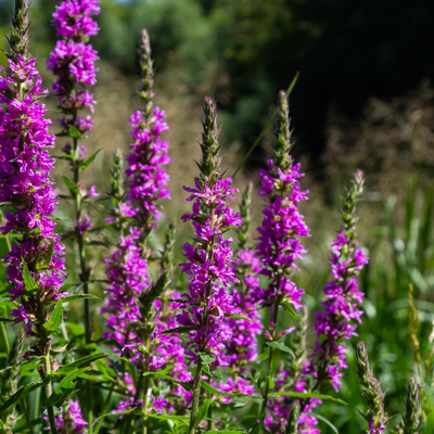 Salicaire Commune (Lythrum salicaria) 'Salicaire'