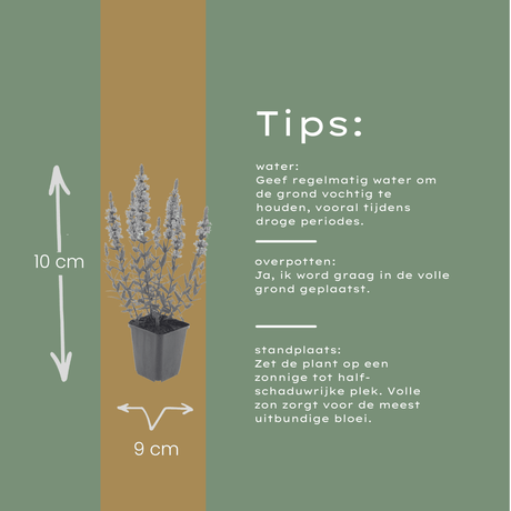 Livraison plante Lythrum salicaire