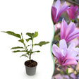 Livraison plante Magnolia Betty – Lot de 1 – Pot 12 cm – Hauteur 30 cm