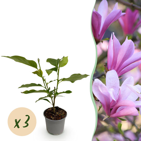 Livraison plante Magnolia Betty – Lot de 3 – Pot 12 cm – Hauteur 30 cm