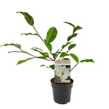 Livraison plante Magnolia Cream'