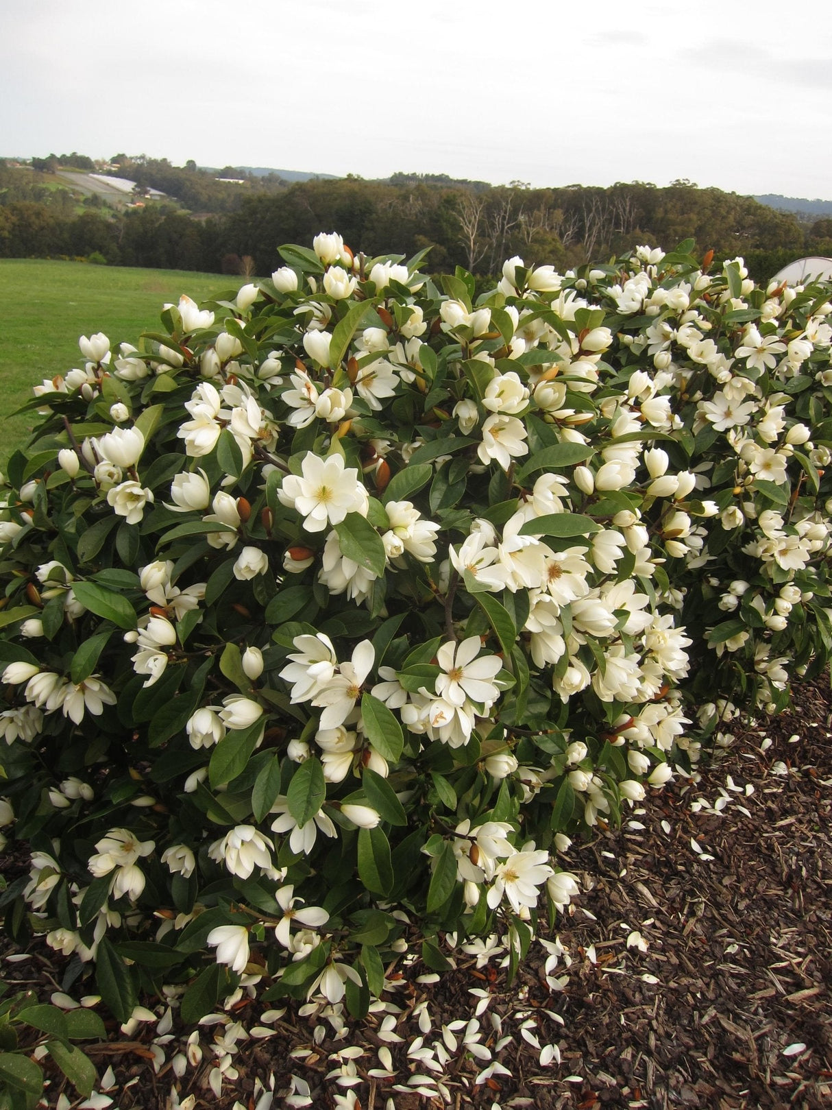 Livraison plante Magnolia Cream'