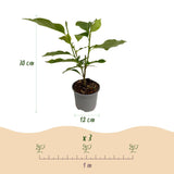 Livraison plante Magnolia Genie – Lot de 1 – Pot 12 cm – Hauteur 30 cm