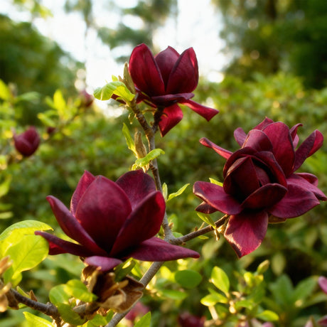 Livraison plante Magnolia Genie – Lot de 3 – Pot 12 cm – Hauteur 30 cm