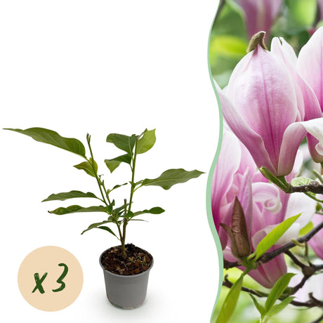 Livraison plante Magnolia George Henry Kern – Lot de 3 – Pot 12 cm