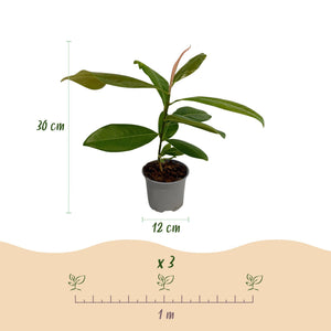Livraison plante Magnolia grandiflora – Lot de 3 – Hauteur 30 cm
