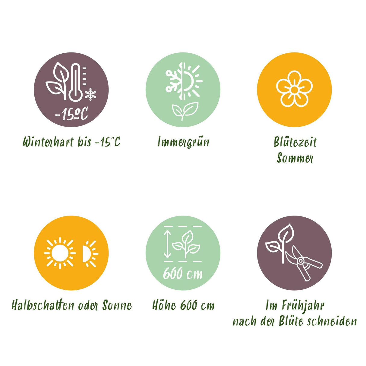 Livraison plante Magnolia grandiflora – Lot de 3 – Hauteur 30 cm