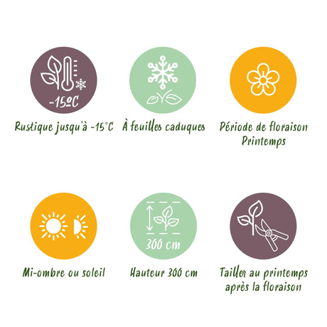 Livraison plante Magnolia Heaven Scent – Lot de 1 – Pot 12 cm – Hauteur 30 cm