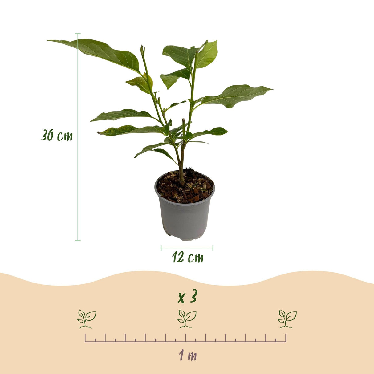 Livraison plante Magnolia liliiflora Nigra – Lot de 3 – Pot 12 cm