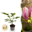 Livraison plante Magnolia Ricki – Lot de 3 – Pot 12 cm – Hauteur 30 cm
