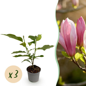 Livraison plante Magnolia Ricki – Lot de 3 – Pot 12 cm – Hauteur 30 cm