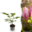 Livraison plante Magnolia Ricki x1