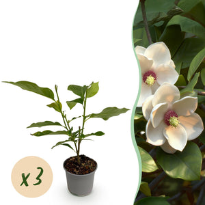 Livraison plante Magnolia sieboldii – Lot de 3 – Pot 12 cm – Hauteur 30 cm