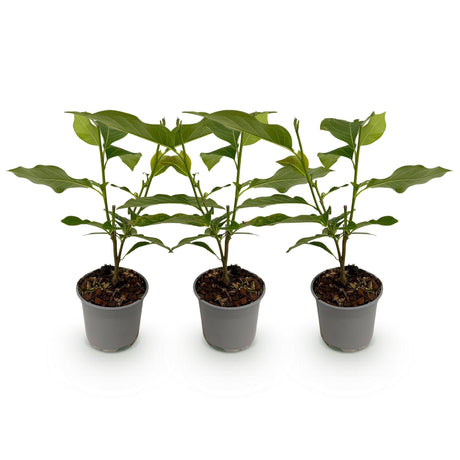 Livraison plante Magnolia soulangeana – Lot de 3 – Pot 12 cm – Hauteur 30 cm