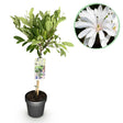 Livraison plante Magnolia stellata – Lot de 1 – Pot 19 cm – Hauteur 90 cm