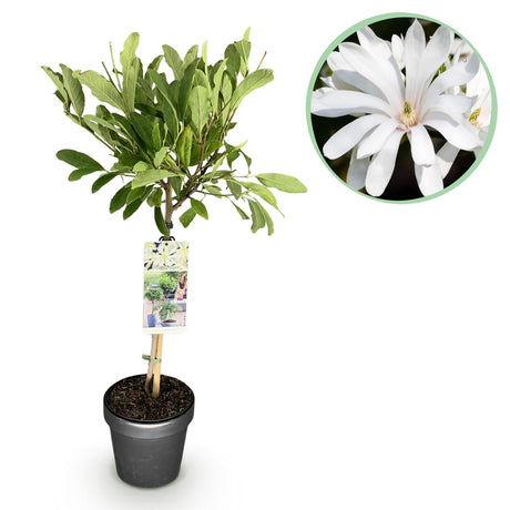 Livraison plante Magnolia stellata – Lot de 1 – Pot 19 cm – Hauteur 90 cm