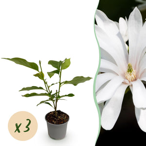 Livraison plante Magnolia stellata Royal Star – Lot de 3 – Hauteur 30 cm
