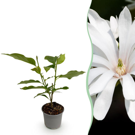 Livraison plante Magnolia stellata Royal Star – Pot 12 cm – Hauteur 30 cm